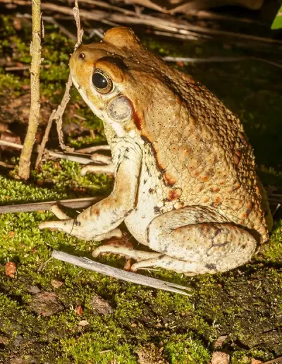 Gutteral toad