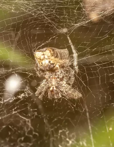 Trocial tent web Spider