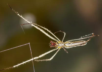 Long-jawed water spider