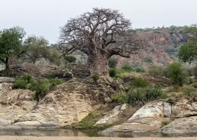 Baobab Limpopo