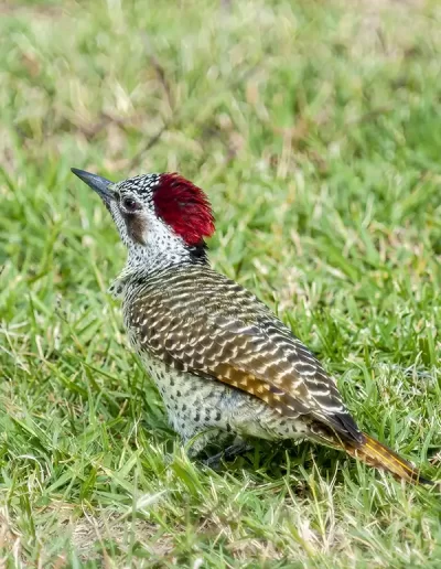 Bennets Woodpecker