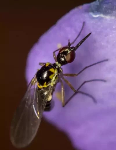 Mythicomyiidae Fly