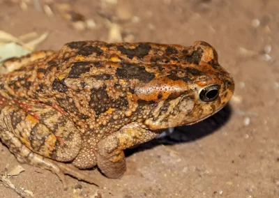 Gutteral Toad
